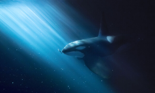 Audun fra Tromsø er en av verdens beste naturfotografer